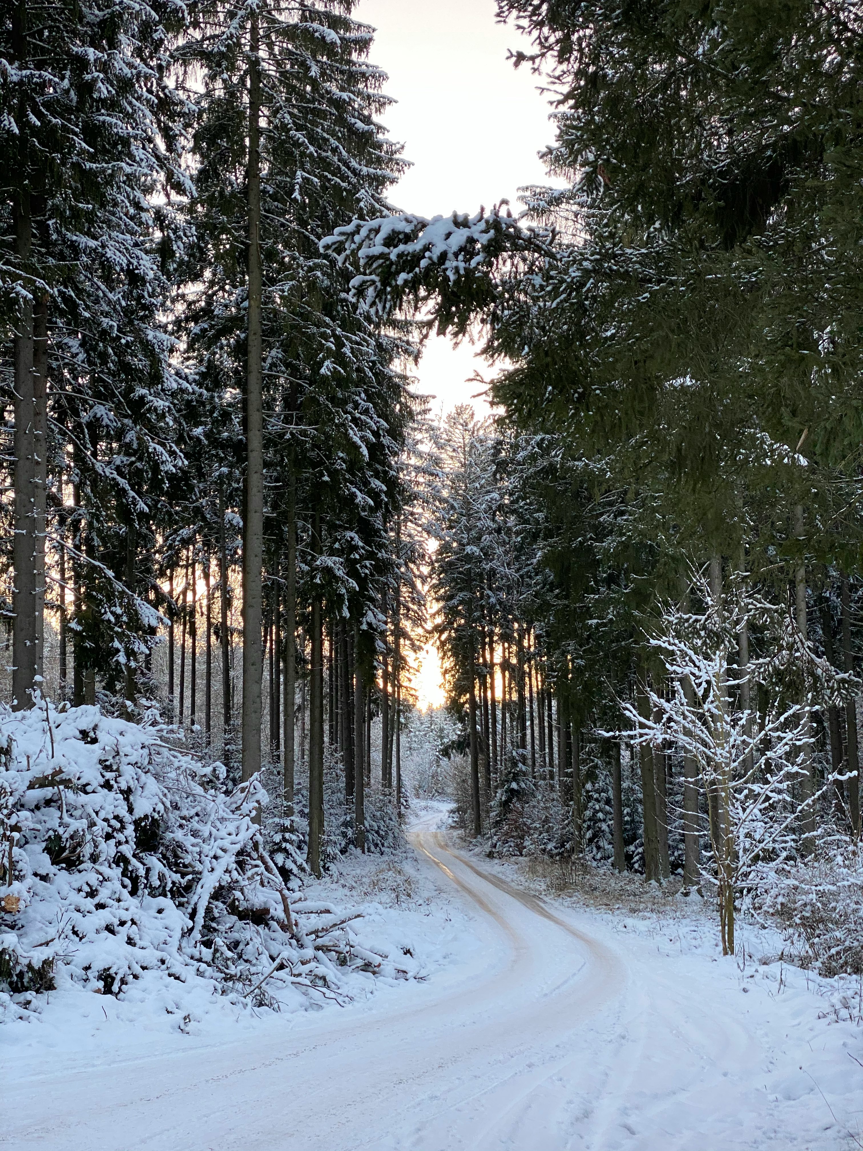 snow covered road between trees during daytime